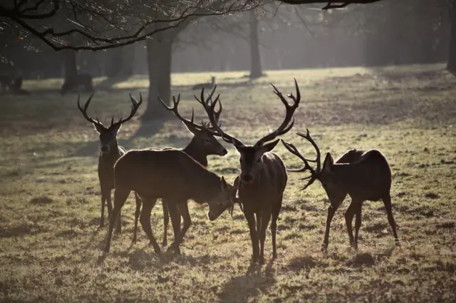 Stags in a park