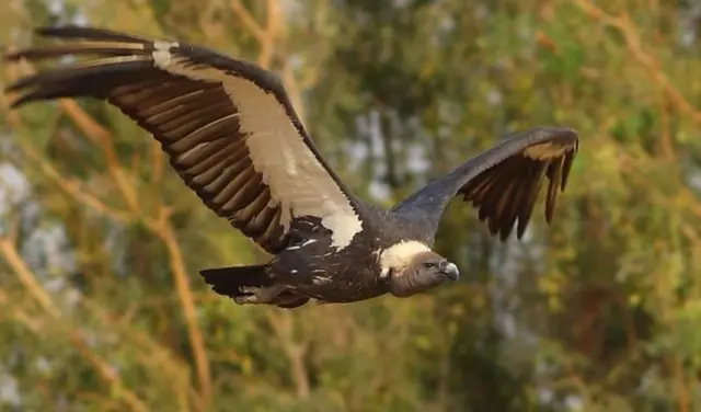 पाकिस्तान 