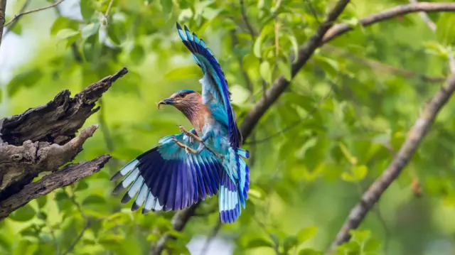 పాలపిట్ట