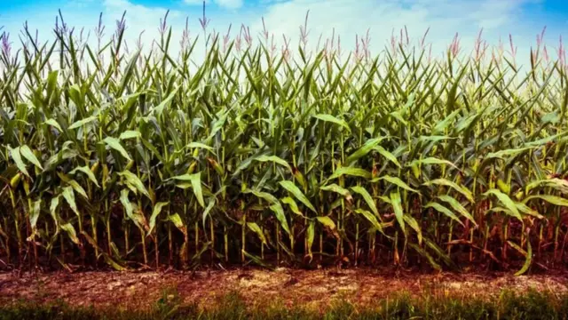 انتخابات آمریکا: مردمی که تقریبا همیشه رئیس‌جمهور را پیش‌بینی می‌کنند