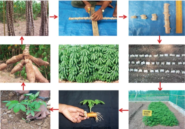 ਕਸਾਵਾ ਲਈ ਝੋਨੇ ਦੇ ਮੁਕਾਬਲੇ ਘੱਟ ਪਾਣੀ ਦੀ ਲੋੜ ਹੁੰਦੀ