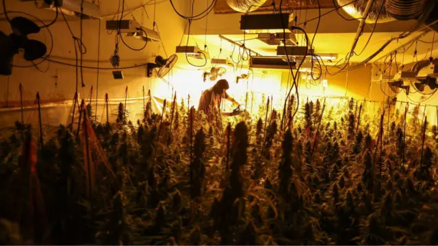 پرورش موادمخدر در مغازهها و اماکن خالی توسط تبهکاران در بریتانیا