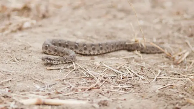 పాము విషం