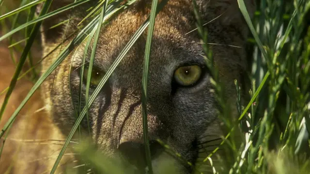 В 1960-х годах в Суррее и его окрестностях встречались крупные животные, смахивавшие на кошек