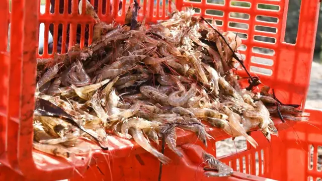 ఆంధ్రప్రదేశ్, ఆక్వా, రొయ్యల సాగు, అమెరికా ఆంక్షలు, భారత్, ఎగుమతులు