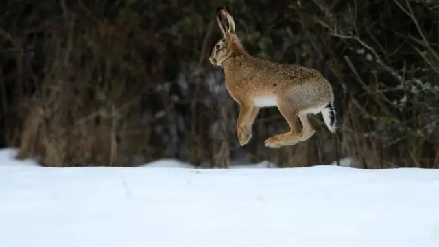 Заяц-русак (Lepus europaeus)
