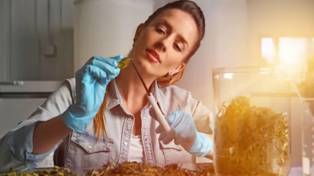 Ilustrasi ganja sintetis