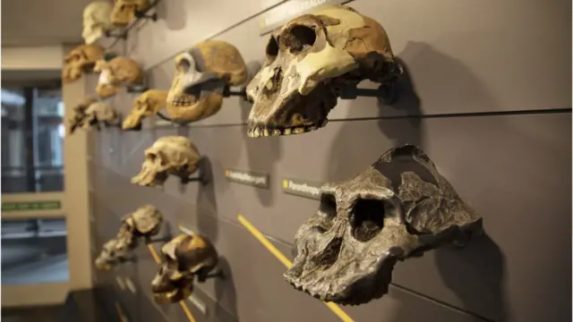 పశ్చిమ ఆఫ్రికాలో రహస్య మానవుల లక్షణాలు