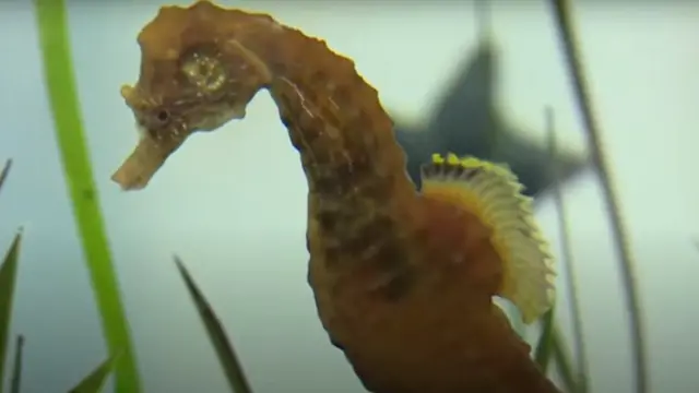 Морской конек