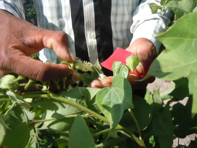 સામતભાઈએ આ બીજને ‘લોકજતન’ નામ આપ્યું છે. તેમણે આવાં કુલ ત્રણ બીજ તૈયાર કર્યાં છે- લોકજતન-1, લોકજતન-2 અને લોકજતન-3.