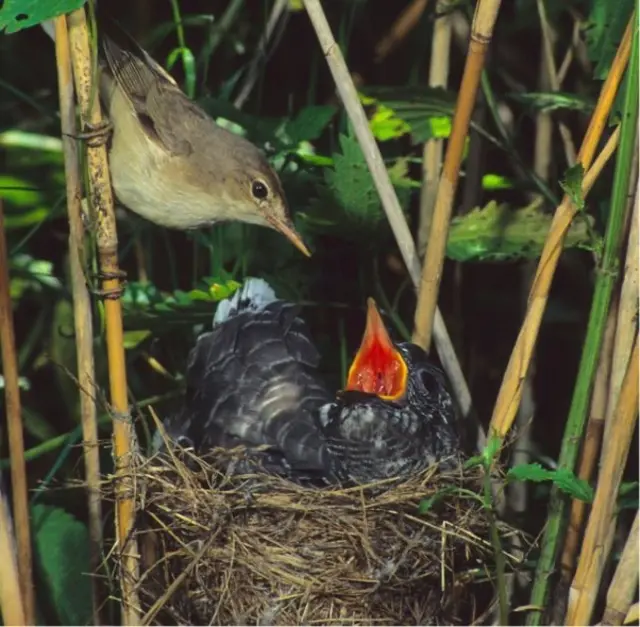 Un coucou commun (Cuculus canorus) alimenté par le phragmite roseau