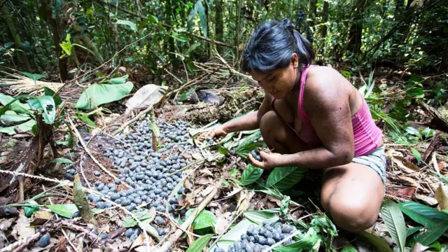 As chagras exigem a abertura de áreas na floresta, mas também fazem parte de um sistema mais amplo de gestão territorial indígena considerado fundamental para conter o desmatamento