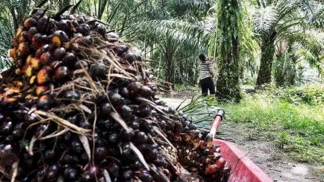 పామాయిల్