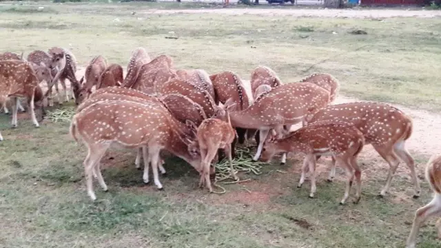 කුසට අහරක් ලද මොහොතක්