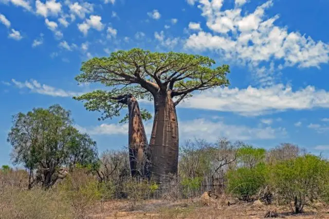 baobab