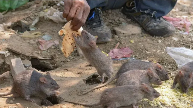 Oke na-ata achịcha