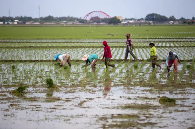 Maling ayam dipenjara