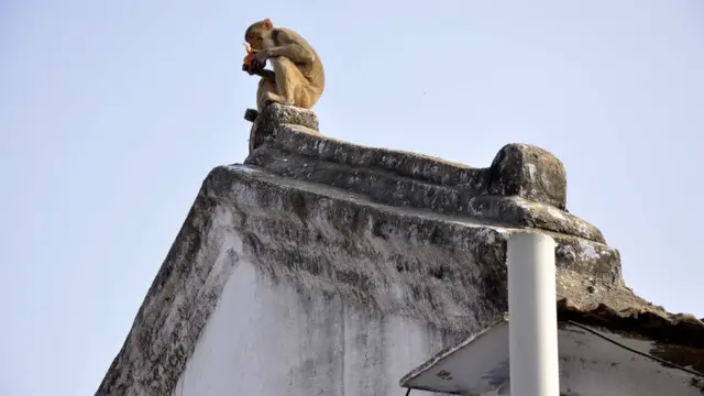 కోతుల సమస్య