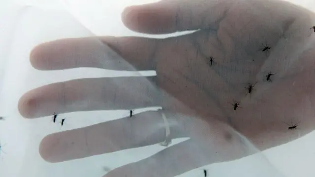 Mosquitos atraídos por odor humano