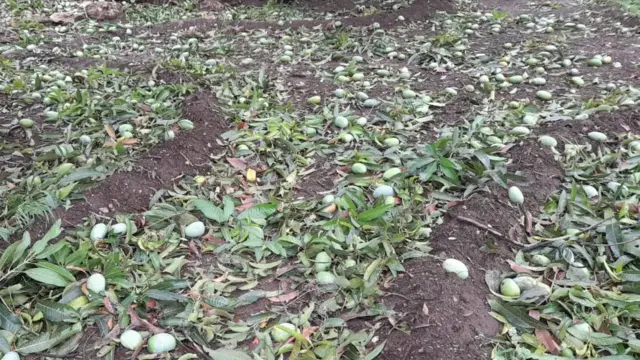 જમીન પર વિખરાયેલી કેરી