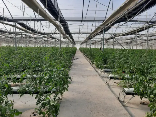 Greenhouse Fruits МЧЖга тегишли иссиқхонадаги помидорлар.