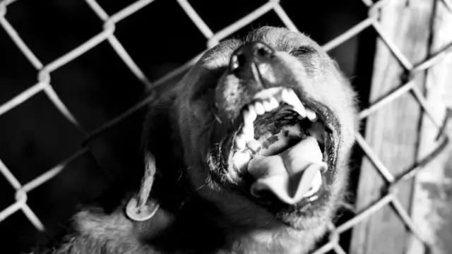 От укуса больного животного человек может в буквальном смысле взбеситься