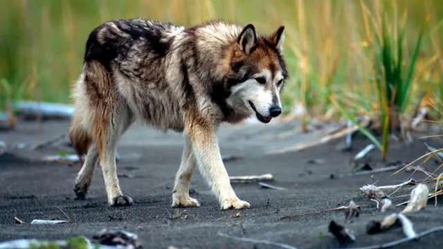 Wolf Hybrid