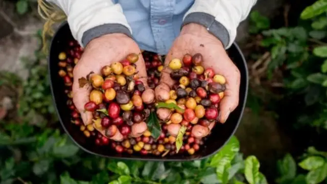 அழிவின் விளிம்பில் இருக்கிறதா காபி?