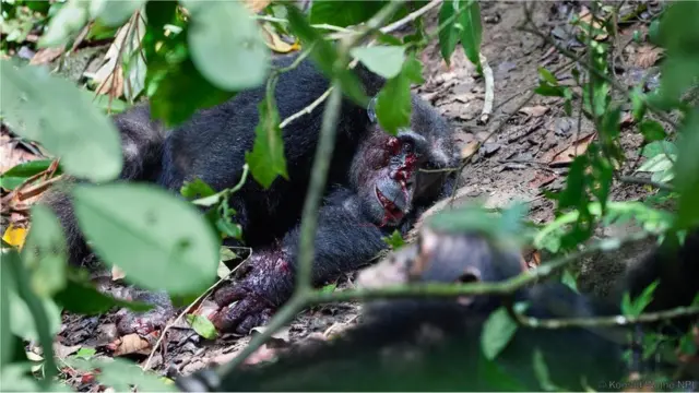 Забитий до смерті іншими мавпами шимпанзе