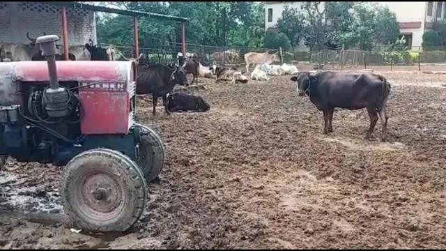 नगीना में स्थित श्री कृष्ण गौशाला