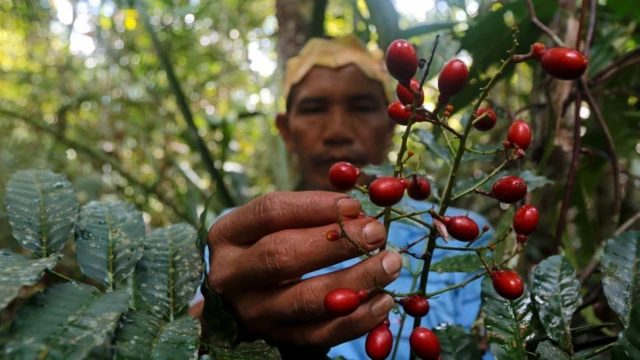 Indigenous Brazilian gathering medicinal plants