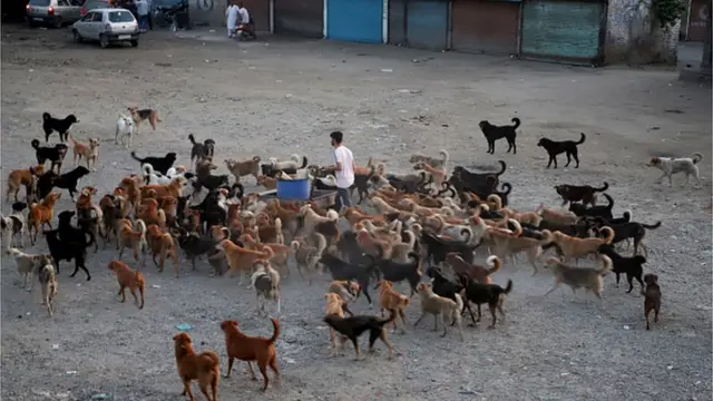 కుక్కలు