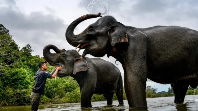 Dois elefantesjogo da roleta ao vivoum lago raso com a boca aberta; um deles é acariciado por uma pessoa