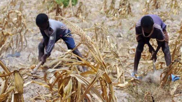 Two boys dey farm maize farm wey don dry