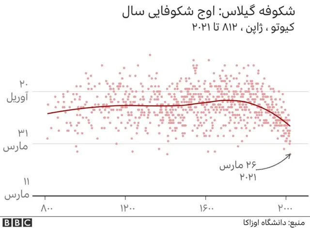 شکوفههای گیلاس