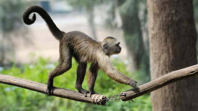 A walking monkey