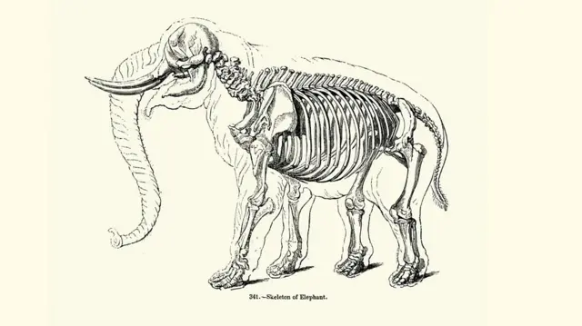 Илсутрација скелета слона