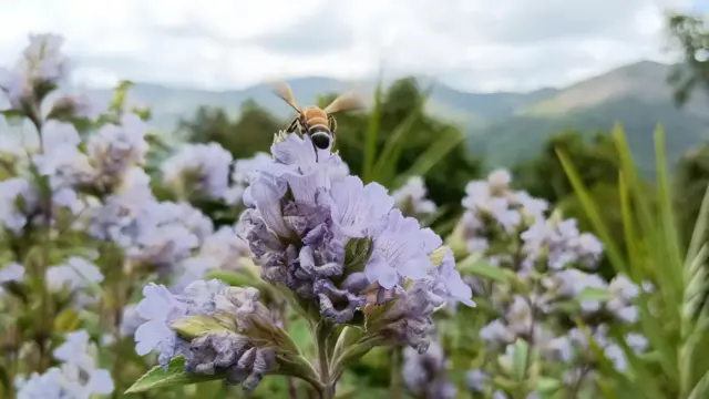 நீலக்குறிஞ்சி