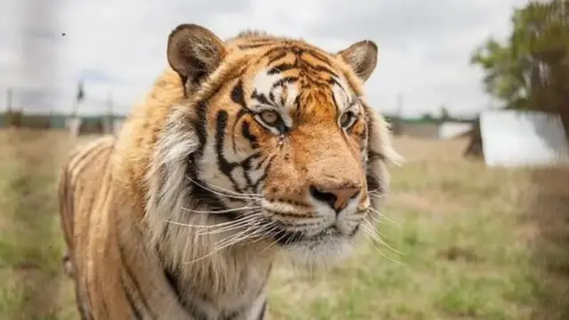 தூத்வா புலிகள் காப்பகத்தில் பெண் புலி கொலை, உத்தர பிரதேசம், வன உயிர் பாதுகாப்பு