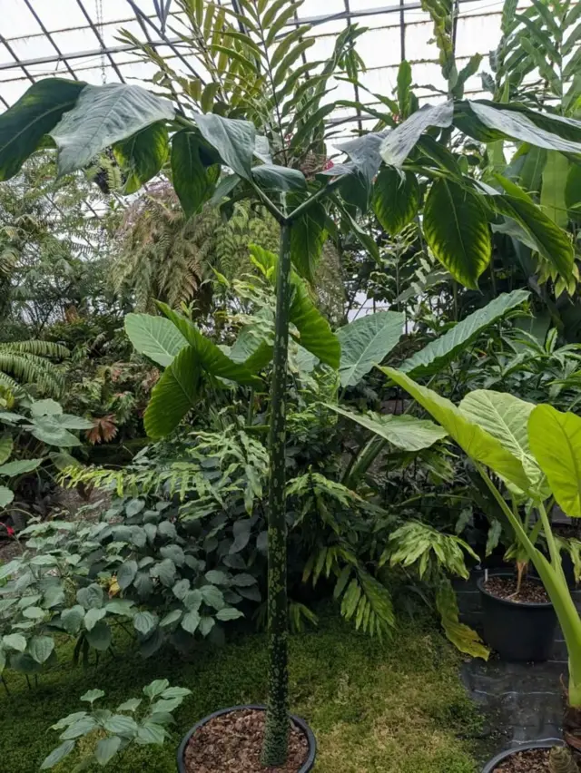 રાત્રે તેના પરના ફૂલો પણ પાકે છે અને તેના પરાગ રજકો સૌથી વધુ સક્રિય હોય છે ત્યારે આ ગંધ તીવ્ર હોય છે