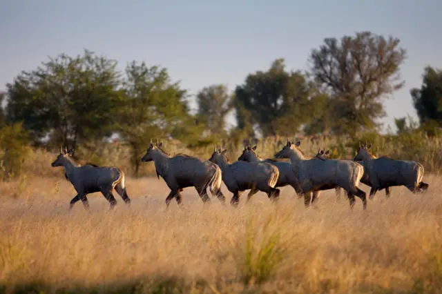 બીબીસી ગુજરાતી સુરેન્દ્રનગર ખેડૂત તમાકુ ખેતી જીરુ ધાણા વાવેતર 
