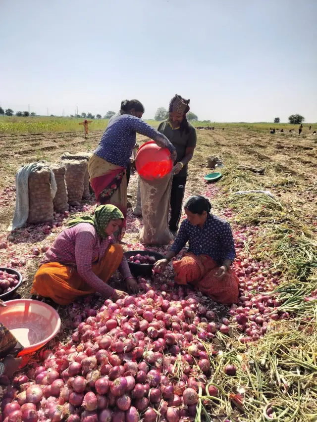 दुष्काळी भागातील अनेक गावामधील ऊसतोडनिसाठी जाणारे मजूर हळूहळू या पिकाकडे वळताना दिसून येत आहेत.
