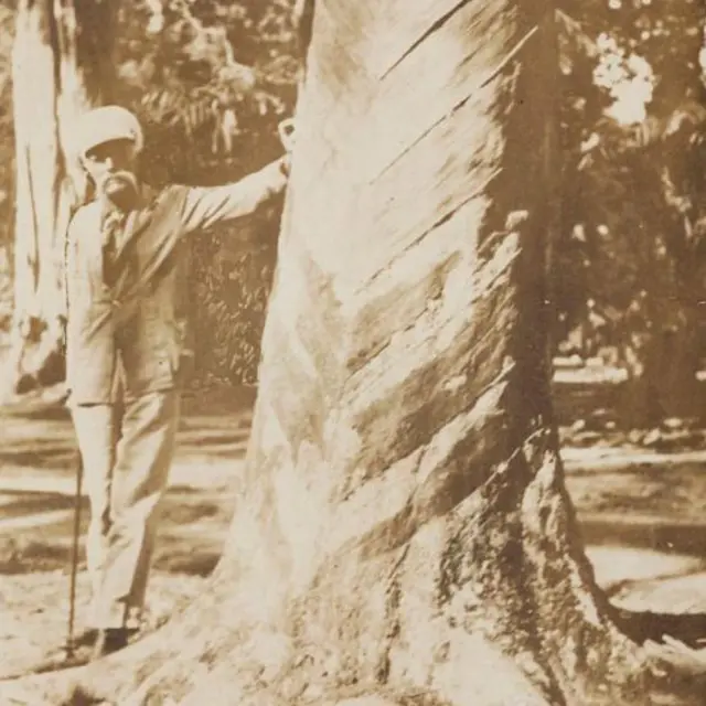 Wickham ao lado de uma seringueira plantada a partir de semente levada por ele a partir da Amazônia