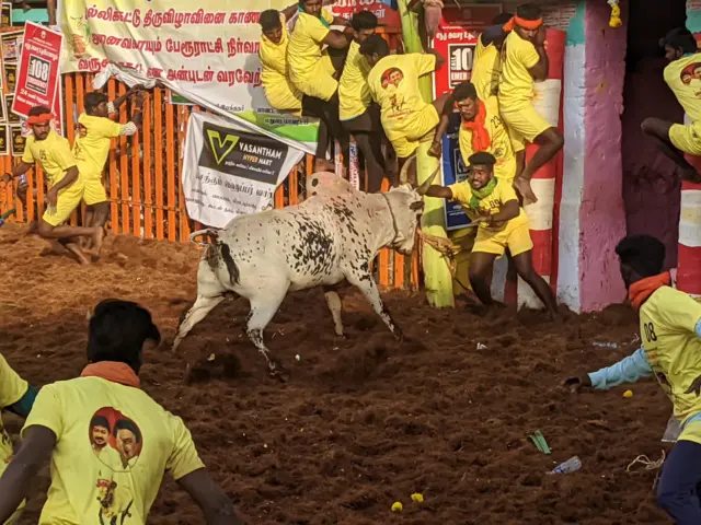 பாலமேடு ஜல்லிக்கட்டு தொடங்கியது: திமிலை பிடித்த வீரரை சுழற்றி வீசிய காளை