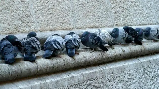 పావురాలు 