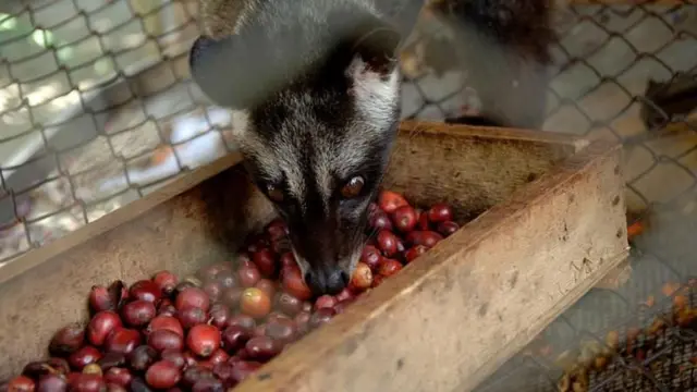 சிவெட் காபி, புனுகுப்பூனை, திருப்பதி திருமலா கோவில்