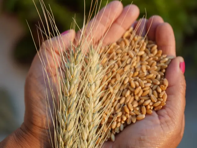 બીજની સારી ગુણવત્તાનું મહત્વ