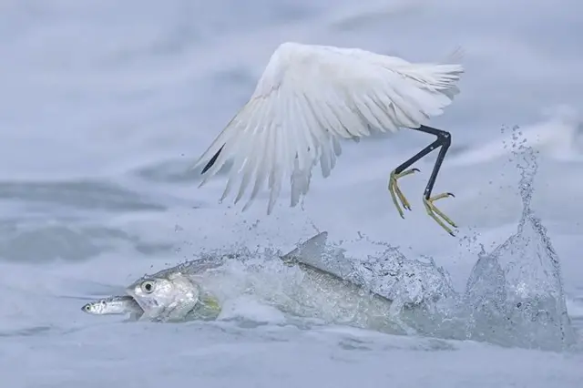 A ladyfish snatches a small fish from right under the beak of a little egret (Credit: Qingrong Yang)