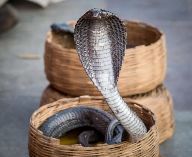 கோடைக் காலங்களில் குடியிருப்புகளை நோக்கி வரும் பாம்புகள் எவை?