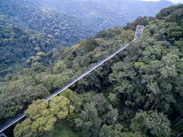 'Canopy Walk' ya 160m ku butumburuke bwa 70m ni ahantu ho hasurwa cyane muri iyi parike